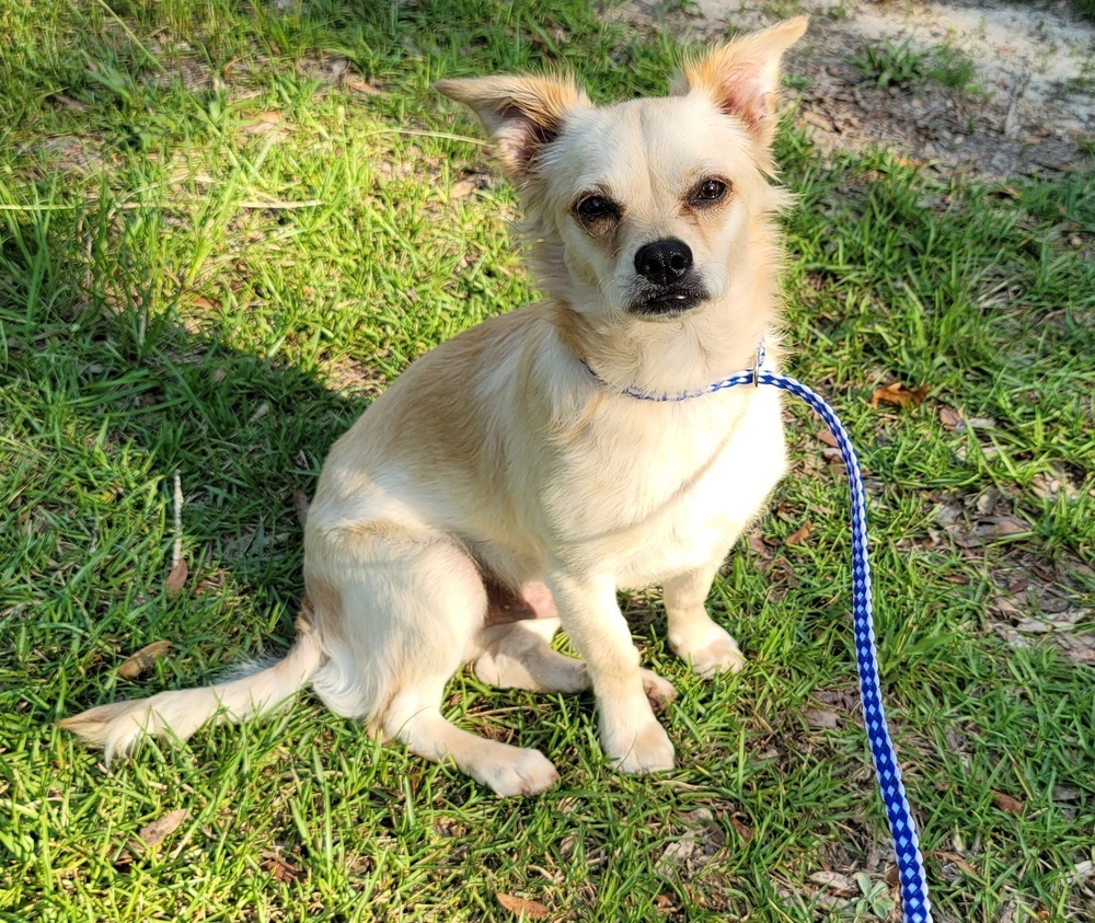 Blaze, an adoptable Pomeranian, Chihuahua in Bonifay, FL, 32425 | Photo Image 1