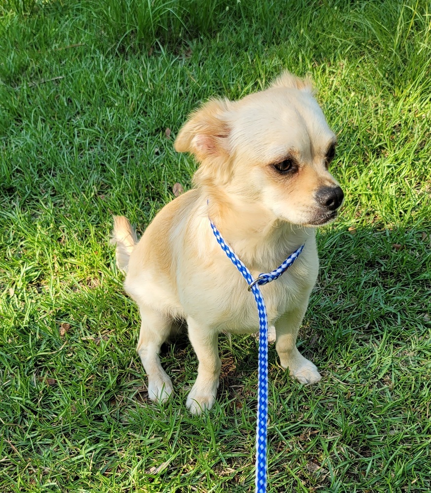 Blaze, an adoptable Pomeranian, Chihuahua in Bonifay, FL, 32425 | Photo Image 2