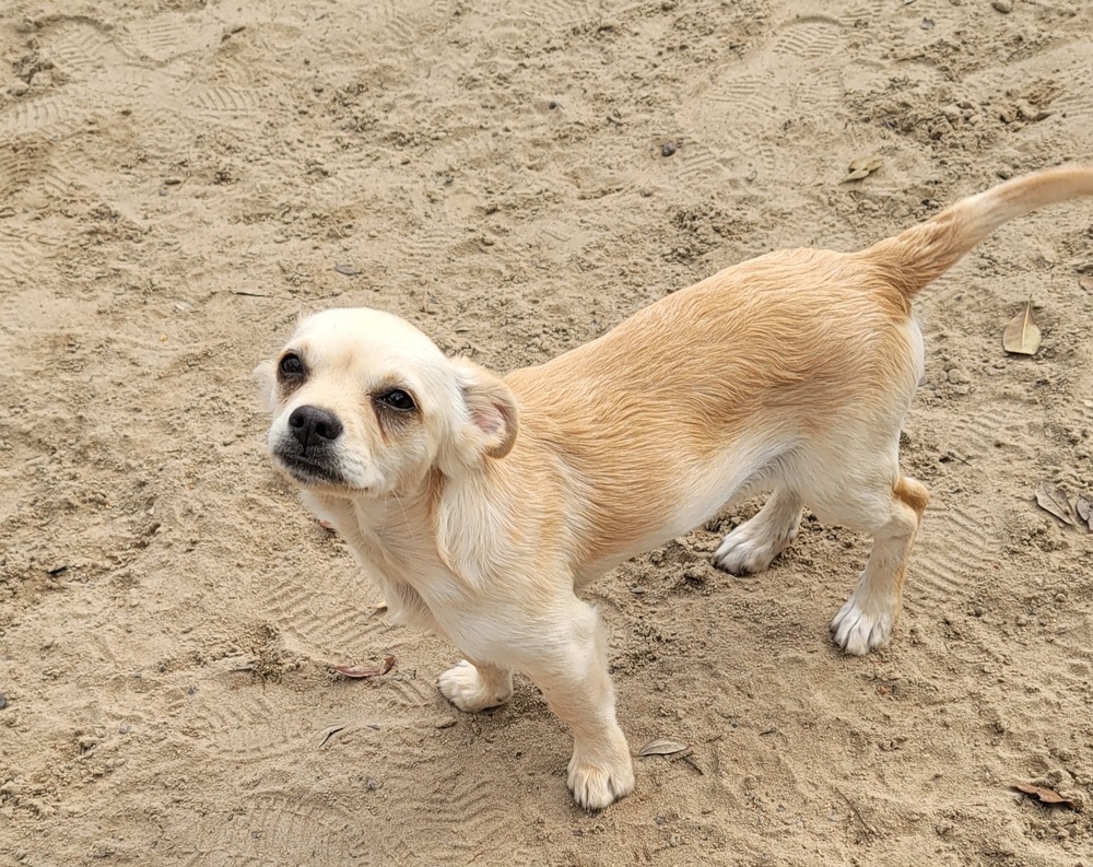 Blaze, an adoptable Pomeranian, Chihuahua in Bonifay, FL, 32425 | Photo Image 5
