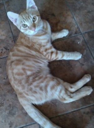 Gin Gin is such a handsome ginger kitty Hes non-stop rambunctious mischievous