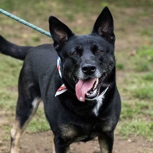 Waffles, an adoptable Shepherd in Rochester, NY, 14609 | Photo Image 2