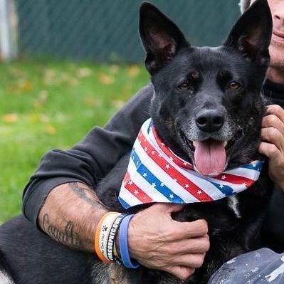 Waffles, an adoptable Shepherd in Rochester, NY_image-5