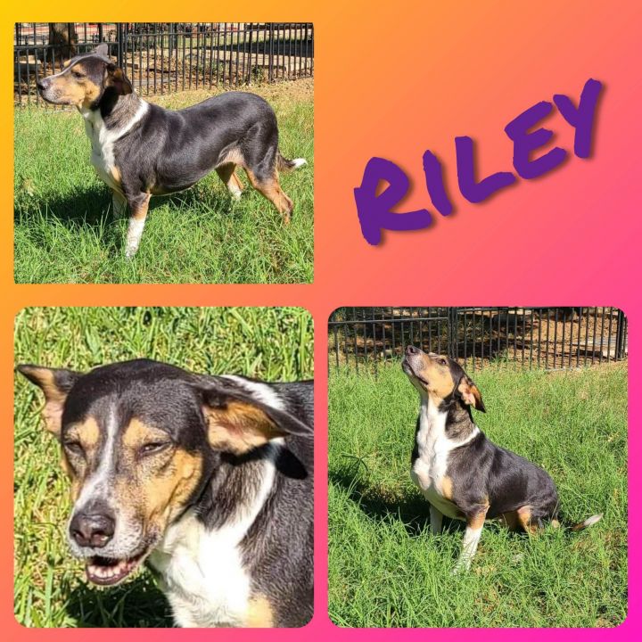 Riley 1