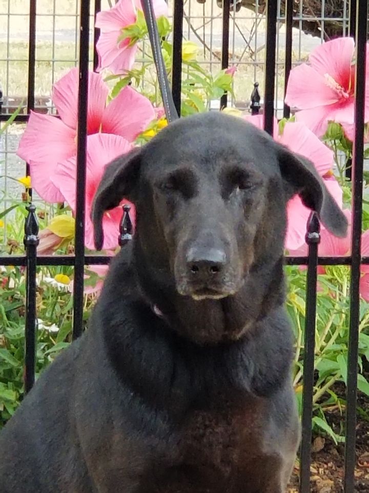 Shadow, an adoptable Labrador Retriever & German Shepherd Dog Mix in Dallas, TX_image-4