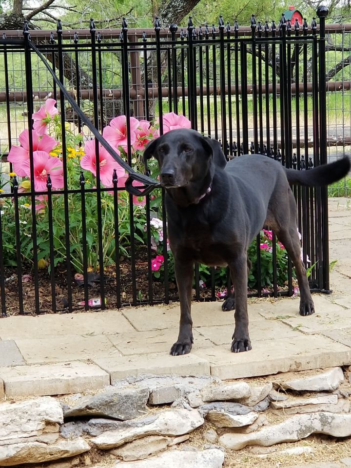 Shadow, an adoptable Labrador Retriever & German Shepherd Dog Mix in Dallas, TX_image-6