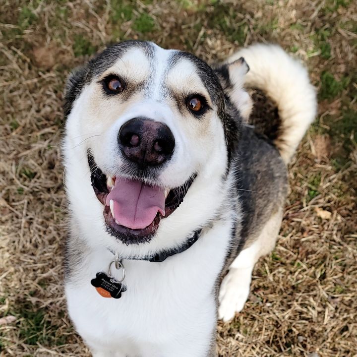 Riggs, an adopted Husky Mix in Springfield, MO_image-1