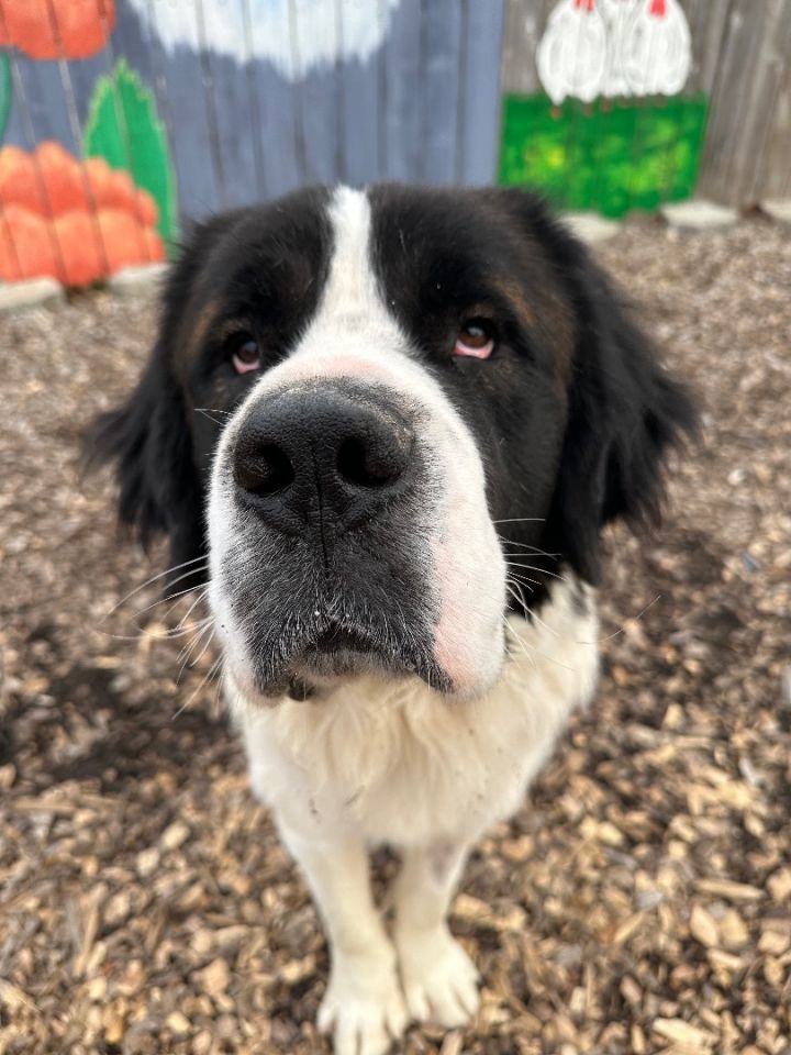 Scooter, an adoptable Saint Bernard in Pacific, MO_image-1