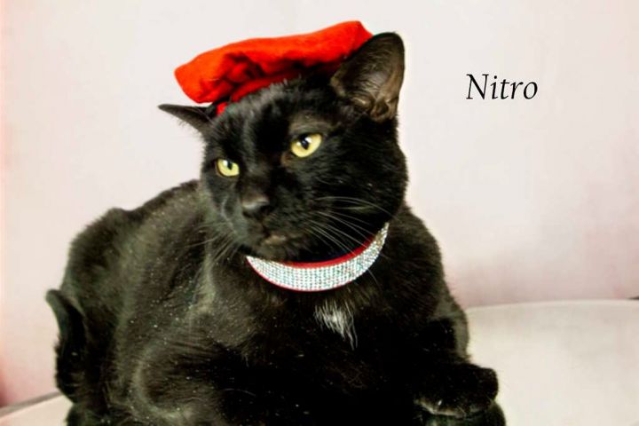 Nitro, an adoptable Domestic Short Hair in York, NE_image-1