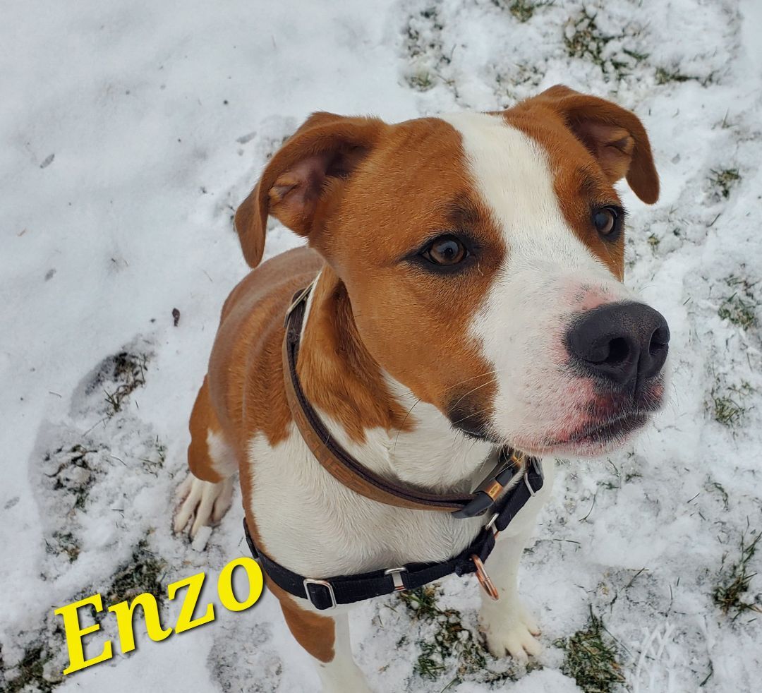 Enzo, an adoptable Boxer, American Staffordshire Terrier in Sheboygan, WI, 53081 | Photo Image 2