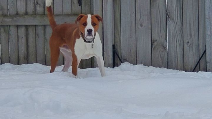 Enzo, an adoptable Boxer & American Staffordshire Terrier Mix in Sheboygan, WI_image-3