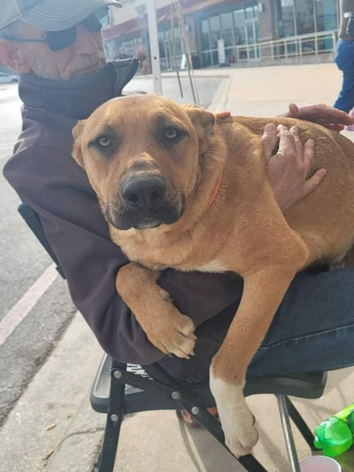 Maverick , an adoptable German Shepherd Dog & Boxer Mix in San Angelo, TX_image-2