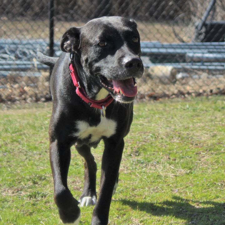 Leto, an adopted Labrador Retriever & Terrier Mix in Springfield, MO_image-4