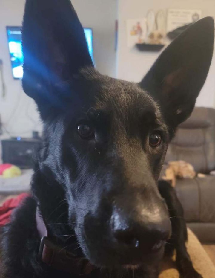 Gunner , an adoptable German Shepherd Dog Mix in San Angelo, TX_image-1