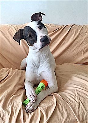Basil, an adoptable Pointer & American Staffordshire Terrier Mix in Los Angeles, CA_image-1