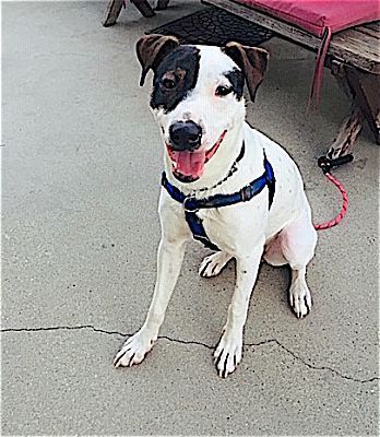Basil, an adoptable Pointer & American Staffordshire Terrier Mix in Los Angeles, CA_image-2