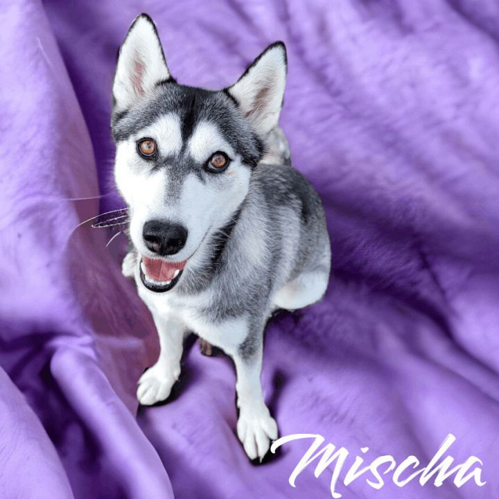 Mischa, an adoptable Husky in Madras, OR_image-1