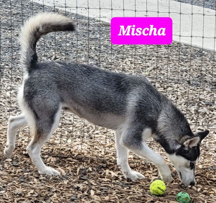 Mischa, an adoptable Husky in Madras, OR_image-3