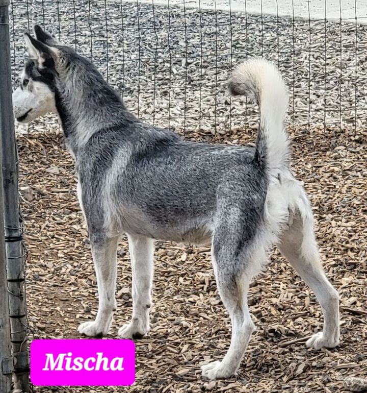 Mischa 5