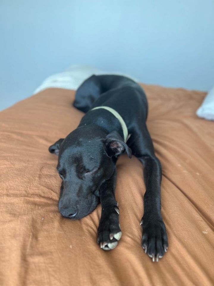 Buddy, an adoptable Black Labrador Retriever & Hound Mix in Clifton, TX_image-1