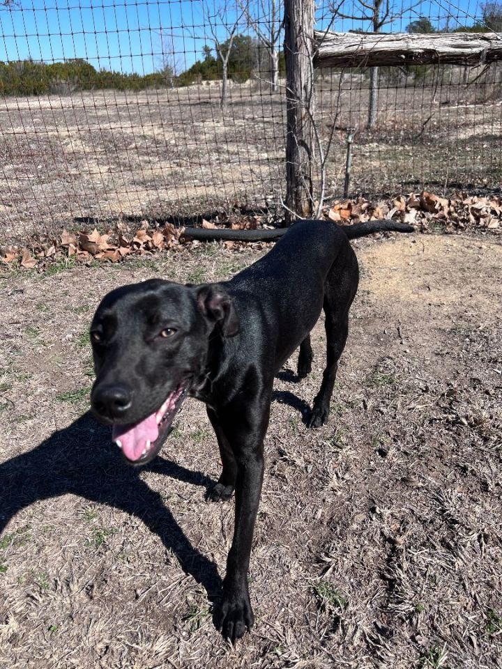 Buddy, an adoptable Black Labrador Retriever & Hound Mix in Clifton, TX_image-5