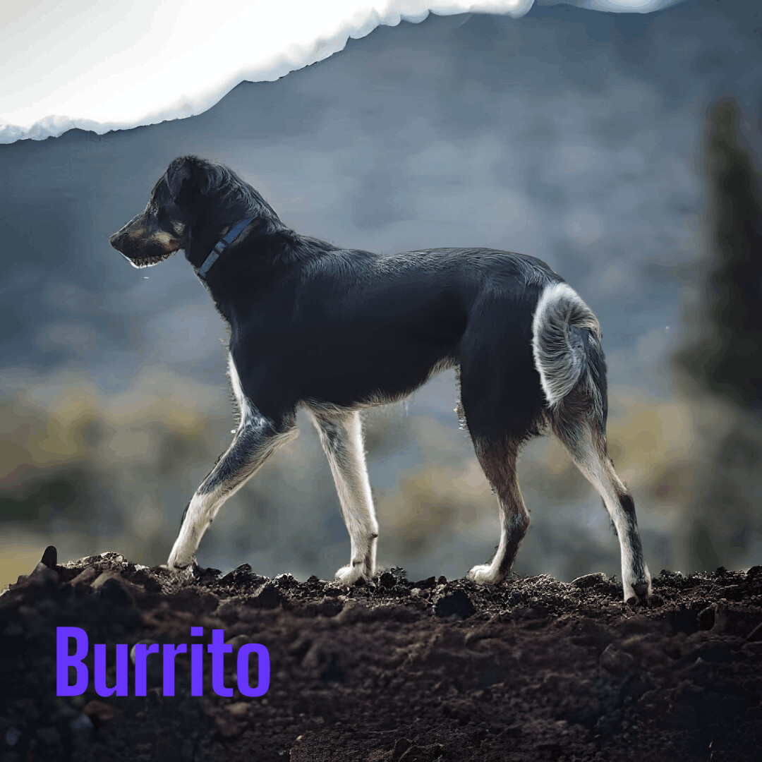 Burrito, an adoptable Australian Cattle Dog / Blue Heeler in Madras, OR, 97741 | Photo Image 3
