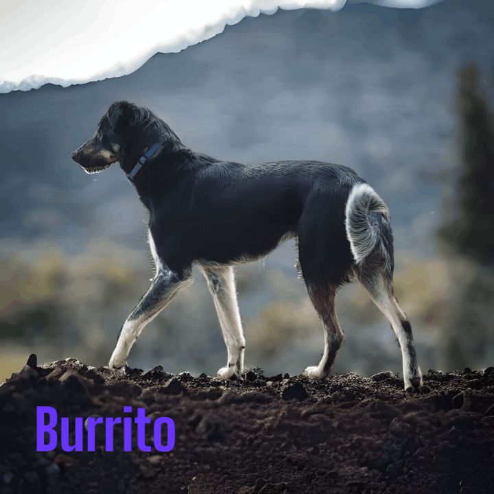 Burrito, an adoptable Australian Cattle Dog / Blue Heeler Mix in Madras, OR_image-2