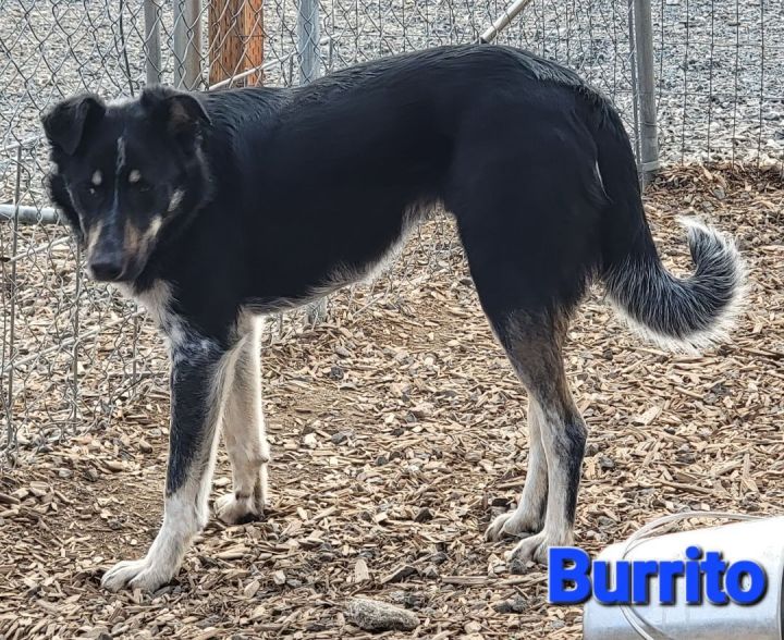 Burrito, an adoptable Australian Cattle Dog / Blue Heeler Mix in Madras, OR_image-3