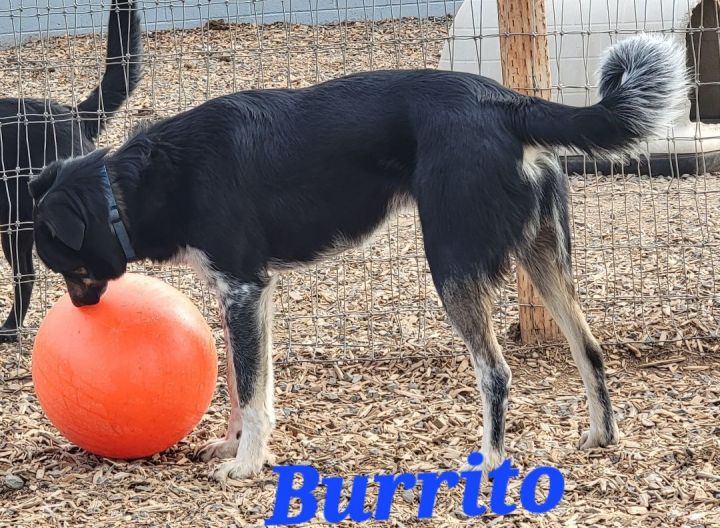 Burrito, an adoptable Australian Cattle Dog / Blue Heeler Mix in Madras, OR_image-4