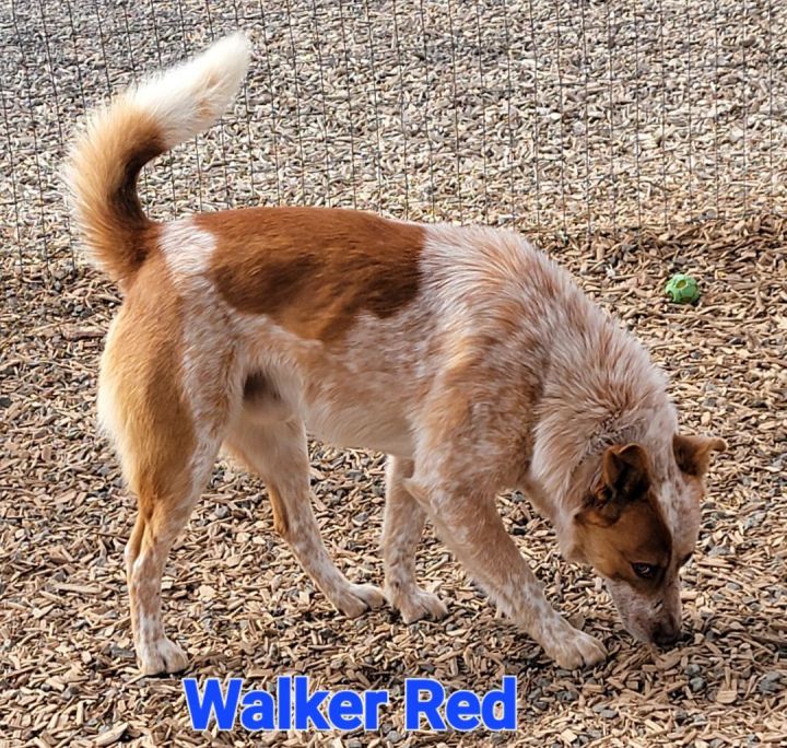 Walker Red, an adoptable Australian Cattle Dog / Blue Heeler Mix in Madras, OR_image-2