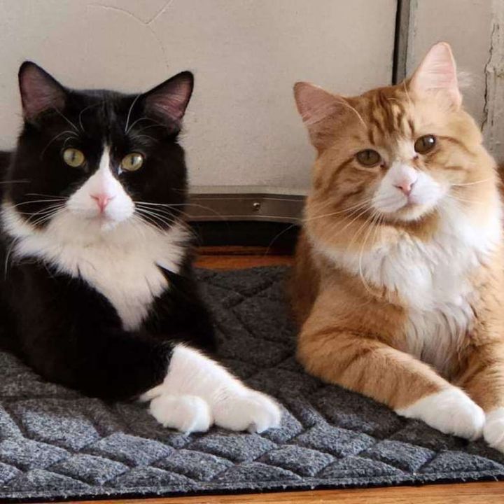 Toulouse & Tim Riggins (Bonded Pair) , an adopted Domestic Medium Hair Mix in Minneapolis, MN_image-1