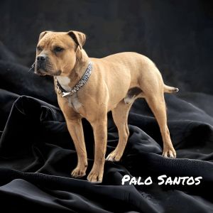 Palo Santos