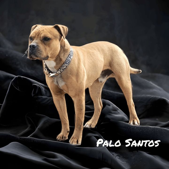Palo Santos 1
