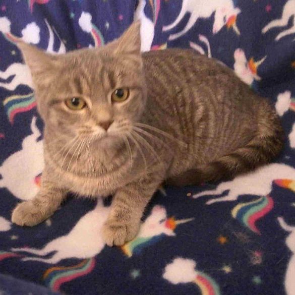 Cat for adoption - Elsa, a Domestic Short Hair & Tabby Mix in New Castle,  IN | Petfinder