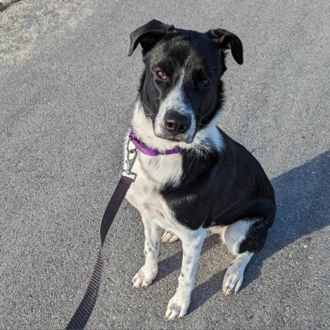 Jade, an adoptable Border Collie Mix in Dover, NH_image-1