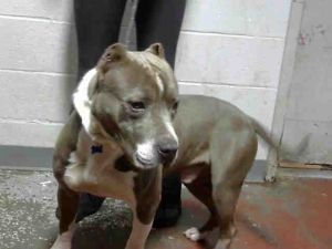 Dog for adoption - DEAN, a Pit Bull Terrier Mix in Atlanta, GA | Petfinder