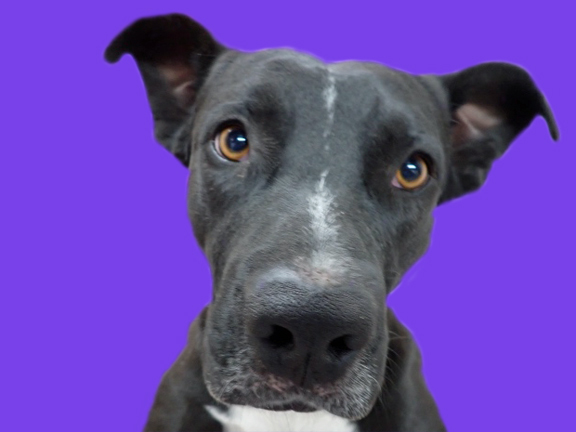 DARREN*, an adoptable Pit Bull Terrier & Labrador Retriever Mix in Tucson, AZ_image-1