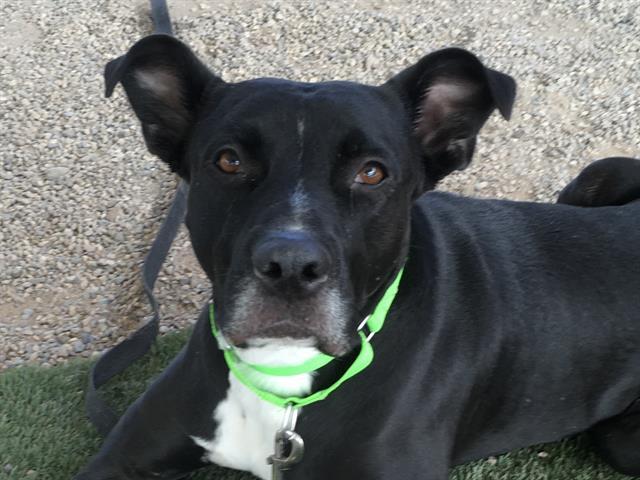 DARREN*, an adoptable Pit Bull Terrier, Labrador Retriever in Tucson, AZ, 85745 | Photo Image 1