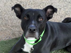 DARREN*, Adult Male Pit Bull Terrier