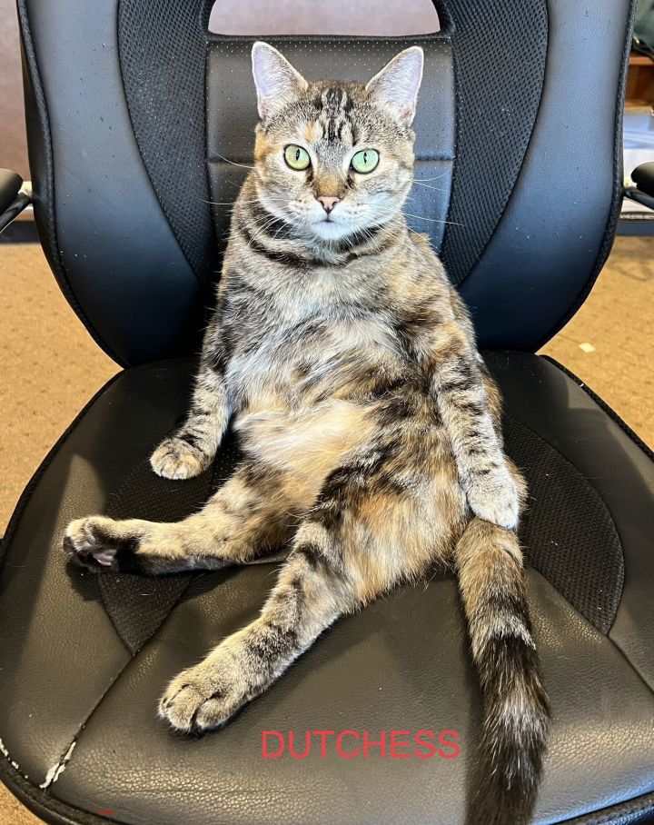 Dutchess 2