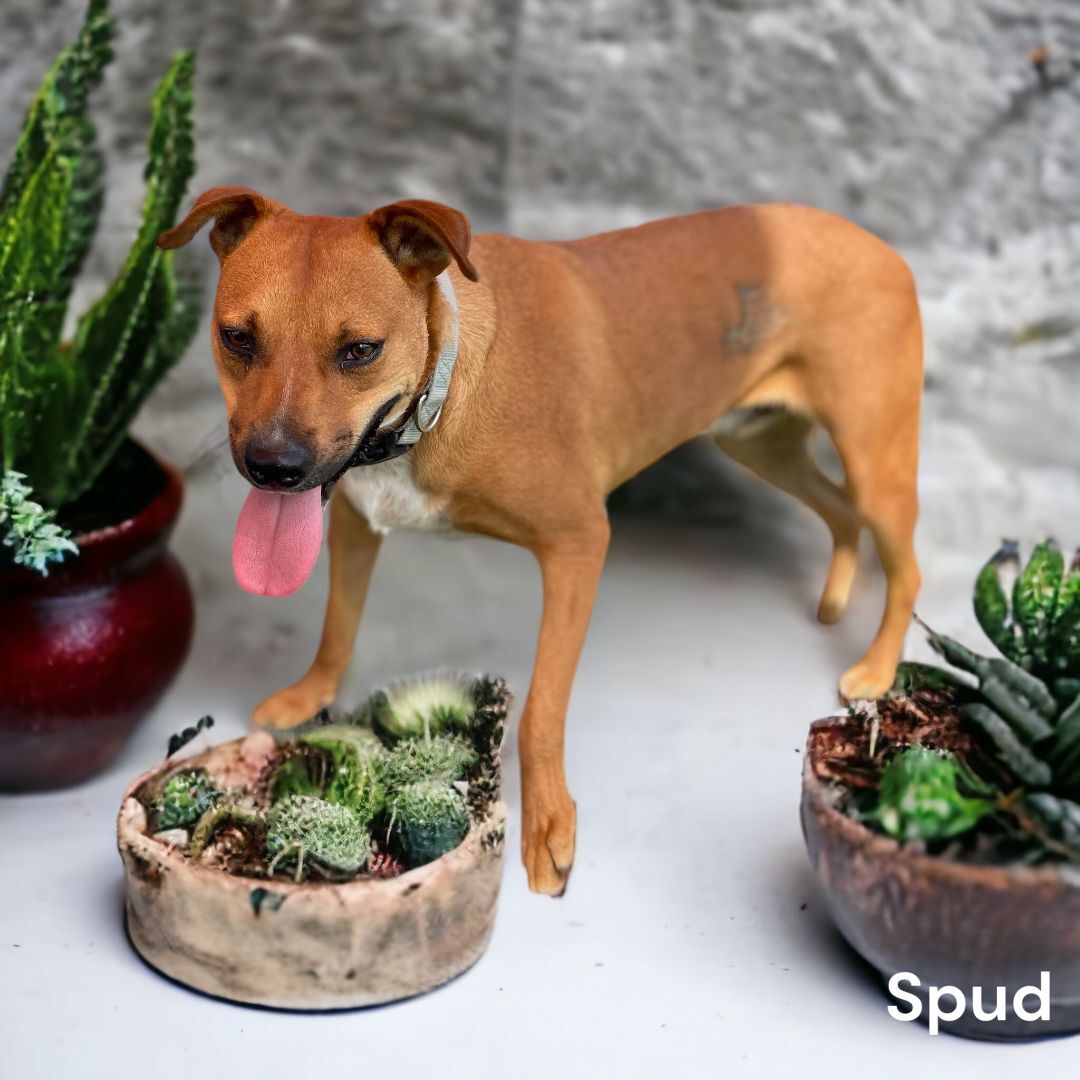 Spud, an adoptable Black Mouth Cur in Williston, VT, 05495 | Photo Image 3