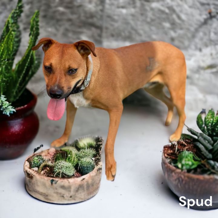 Spud, an adoptable Black Mouth Cur Mix in Williston, VT_image-3