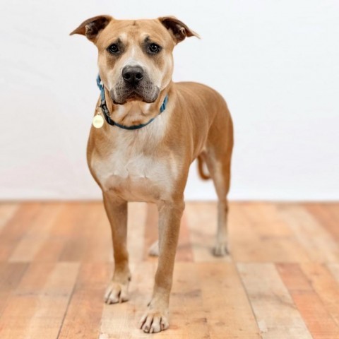 Billy, an adoptable Mastiff & Pit Bull Terrier Mix in East Saint Louis, IL_image-4