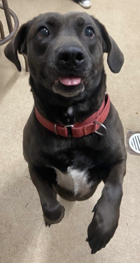 Dog for adoption Genevieve, a Boxer Mix in Waverly, NY Petfinder