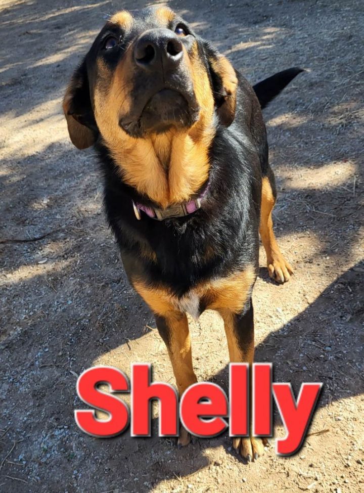 Shelly, an adoptable Australian Cattle Dog / Blue Heeler & German Shepherd Dog Mix in Mexia, TX_image-1