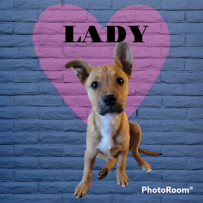 Lady