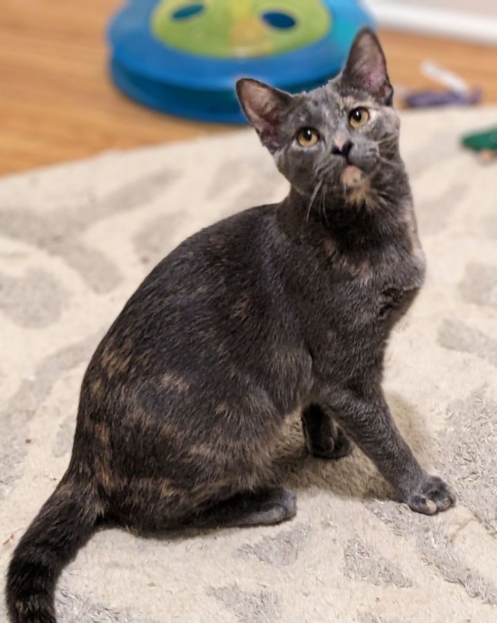 Willow, an adoptable Domestic Short Hair in Toledo, OH_image-1