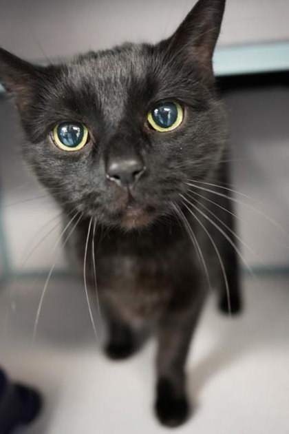Winter, an adoptable Domestic Short Hair in Bowling Green, KY_image-1