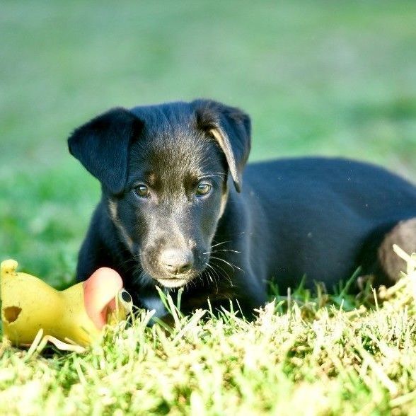 Smokey, an adoptable Black Labrador Retriever & McNab Mix in Gualala, CA_image-1