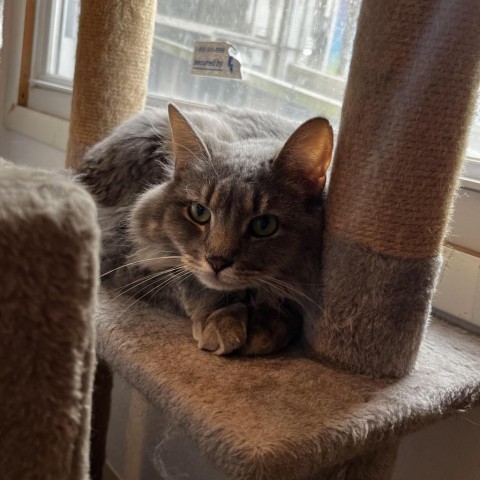 Bellatrix 6