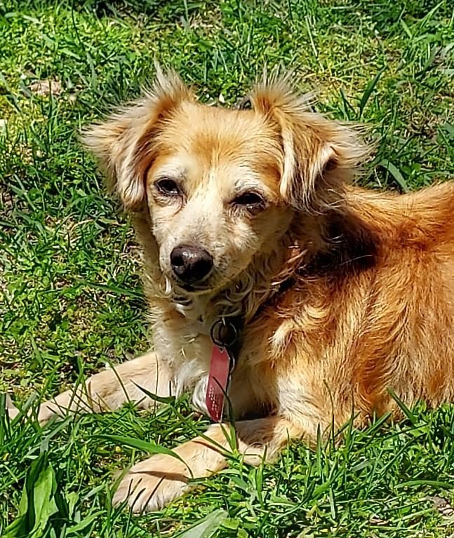 Simba in TX